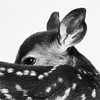 Логотип @a_bambie - A_bambi