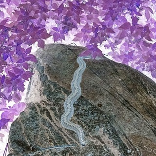 Логотип @a_heresy - Ересь Рагны