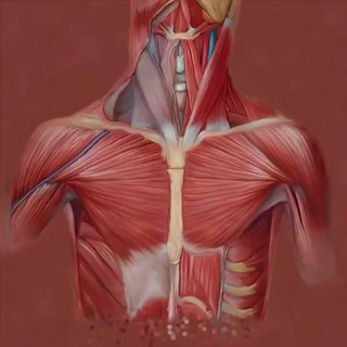 Логотип @AAAAAFk7LcSkwO0KCxUBEg - Наше тело