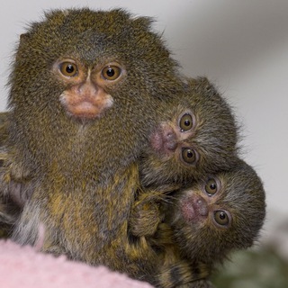 Логотип @aanalitik - Трезвые мармозетки