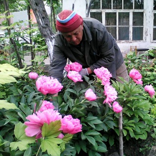 Логотип @abdulla_gulchi - Цветы "Абдулла ГУЛ"чи🌳🌲🍀🌺🌹🥀
