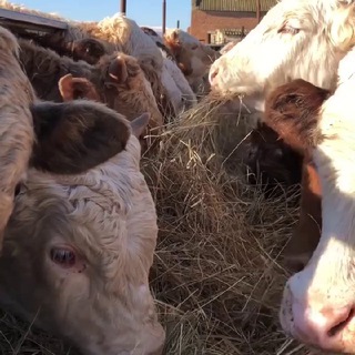 Логотип @aber_din - Сельское Хозяйство | КРС рынок 🐄