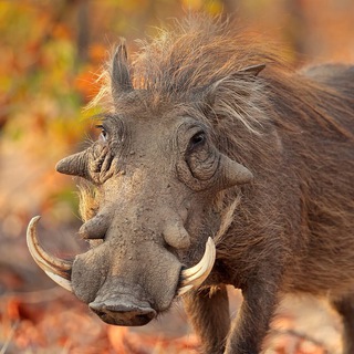 Логотип @abobussan - Сумрачный кабан