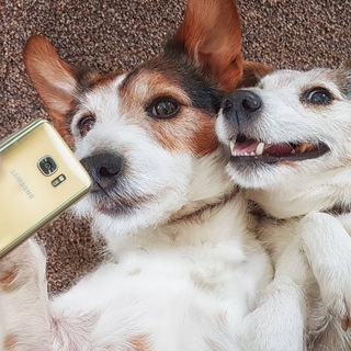 Логотип @about_dogss - Собаки 🐶🐕🐩