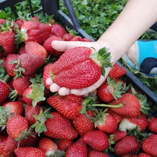 Логотип @about_life_in_the_kuban - О жизни на кубани. Ульяна