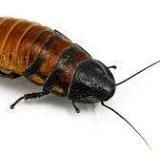 Логотип @absizee_god - Король Absizee