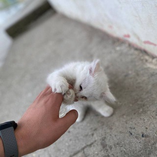 Логотип @abu_gayar - ضوء القمر