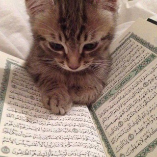 Логотип @abukotikkk - ᴀʙᴜ ᴋᴏᴛɪᴋ