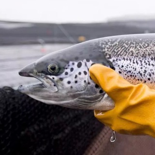 Логотип @abuzbymadsalmon - Abuzz by madsalmon