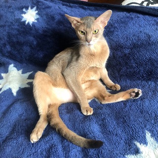 Логотип @abyssinian_abyss - Abyssinian Abyss