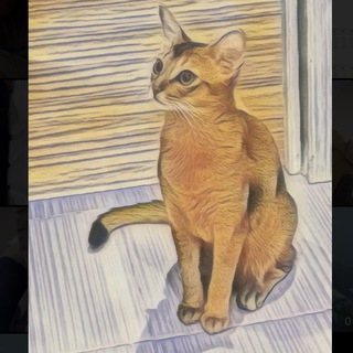 Логотип @abyssiniancat_bagheera - Багира (Баги) - блог кошечки🐱