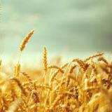 Логотип @actyalno23 - Актуально о Кубани