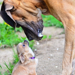 Логотип @adamantdog_pitomnik - Питомник чихуахуа. Питомник немецких догов. "Адамант Дог" 💎 Семейный чат питомника.