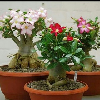 Логотип @adeniumy - АДЕНИУМ 🌸