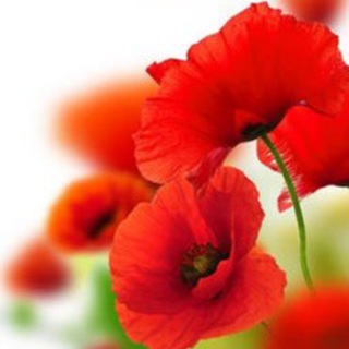 Логотип @adgezia_63pokupki - Адгезия_63pokupki