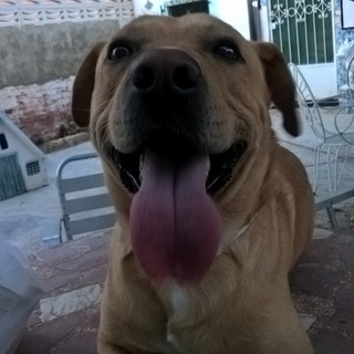 Логотип @adoptaunpeludito - Adoptaunpeludito