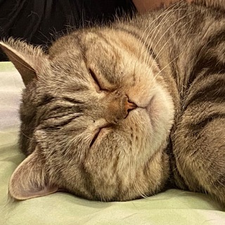 Логотип @adventureswithgrumpyloaf - Записки недовольной булочки