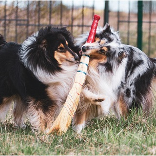 Логотип @aelle_evenstar - Необычные колли Эли Ивенстар