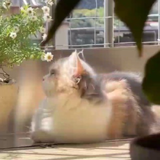 Логотип @aestetharmony - harmony