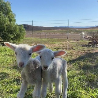 Логотип @aestetikeser - 🦋✨Aesthetics✨🦋