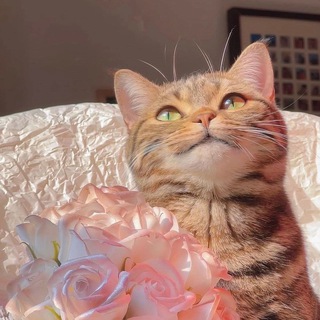 Логотип @aesthetic33319 - 💜Эстетичные видео и фото❤️