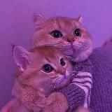 афигенный гороскоп