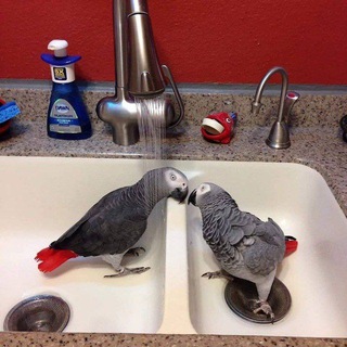 Логотип @africa_grey_parrots_for_sale - African grey parrots for sale