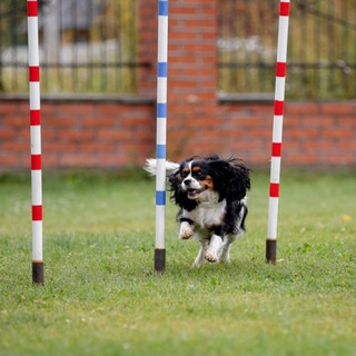 Логотип @afrocava - Иᴄᴛᴏᴩия ᴄᴨᴏᴩᴛиʙнᴏй ᴨᴄᴏ💡