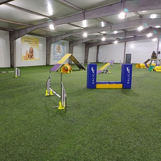 Логотип @agility_arena - Аджилити манеж