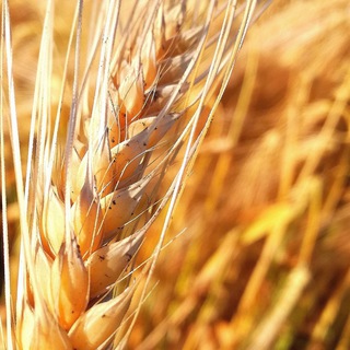 Логотип @agro_chat_ua - Агро Чат (Зерно/Покупка/Продажа)