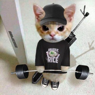 Логотип @agro_koti - Агрессивные котяры