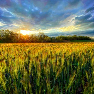 Логотип @agrofamily2023 - Антон Колесников AgroFamily