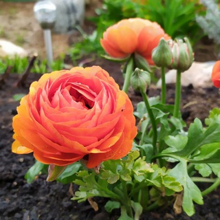 Логотип @agrohomeopathy - Агрогомеопатия. Заметки начинающего садовода-огородника.