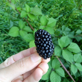 Логотип @agrokoop - Брянский гектар