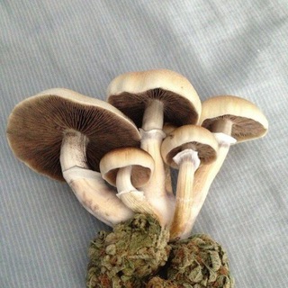 Логотип @agropsi - Агропсихонавтика