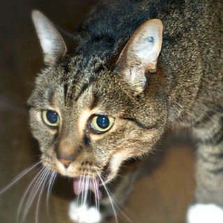 Логотип @ahhhhaoa - DISAGIO E COCA(COLA)🍻