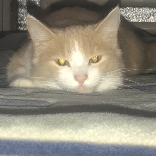 Логотип @ahleykpop - рыжуха ☠️