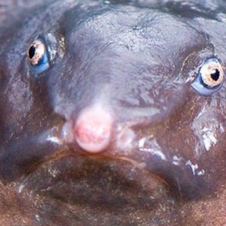 Логотип @ahuyeveryday - Церковь Свидетелей Ахуя