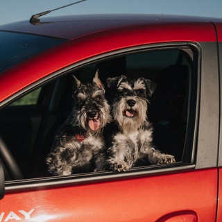Логотип @aika_shanka - Айка_Шанька 🐶🐶