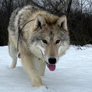 Логотип @akelablackwolf - 🐺