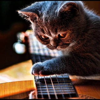 Логотип @akforpeace - AK of Peace: Kiirtans & Kiirtaniyas