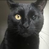 акира пьет кровь