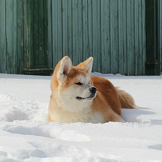 Логотип @akitadom - Акита и американская акита
