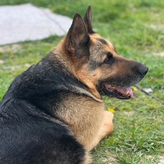 Логотип @aksaidoma - Аксай дома❤️‍🔥