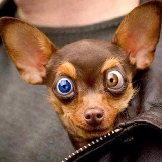 Логотип @aksiniatrepalina - Размышления диванного критика