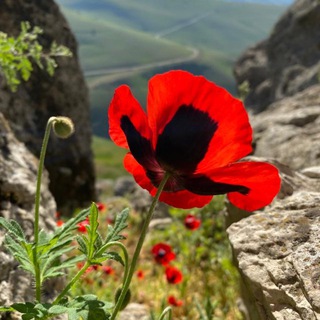 Логотип @aktivniyotdykh - ТУРЫ В БАКУ | АЗЕРБАЙДЖАН | АКТИВНЫЙ ОТДЫХ