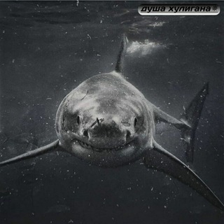 Логотип @akula_655 - ✴Душа хулигана✴