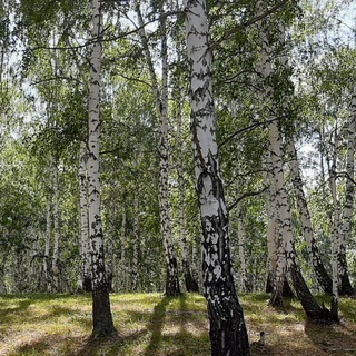 Логотип @akulovfg - Сушка древесины🌳