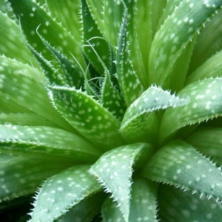 Логотип @al0_e - Алоэ