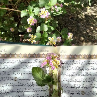 Логотип @al3afifat - al عafīfa [العفيفة] ꨁ